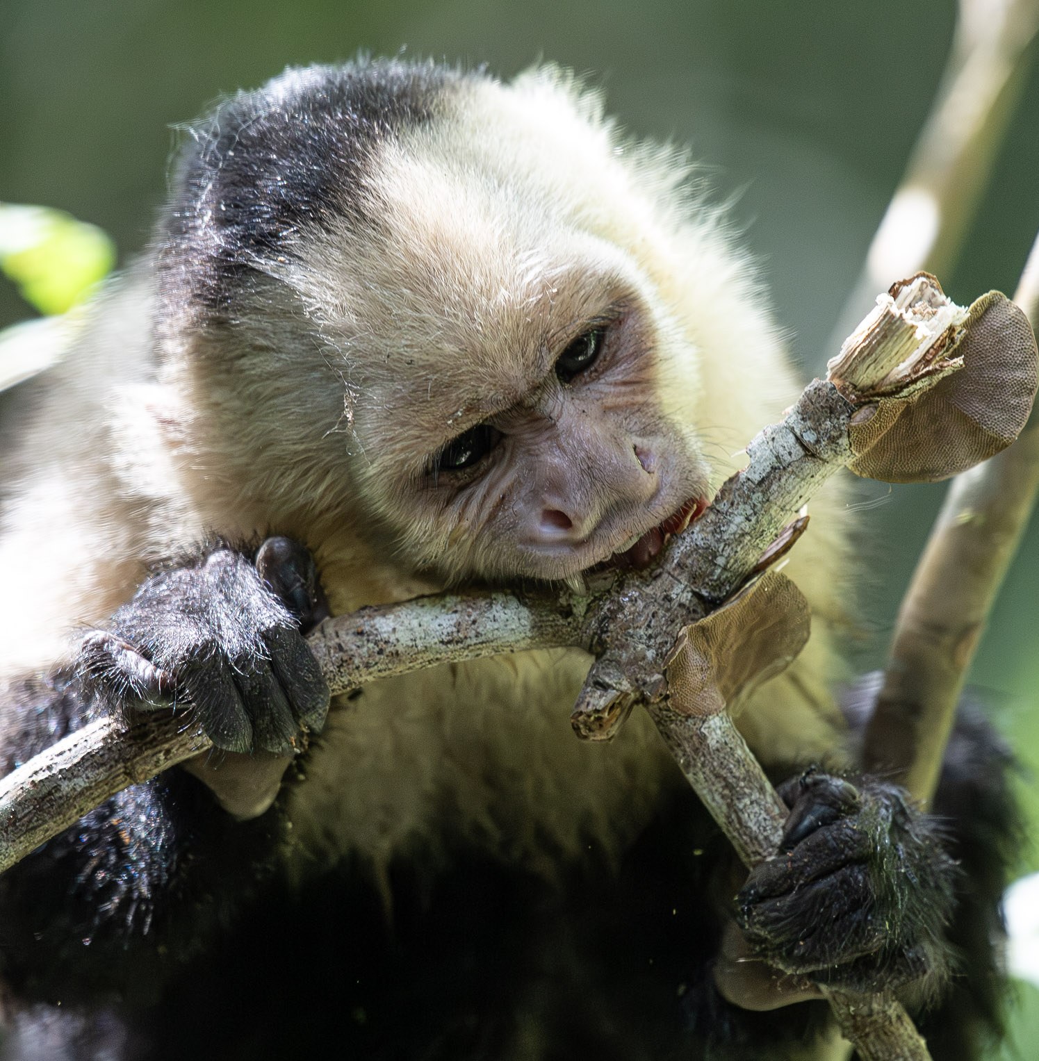 Curious white-faced monkey in the rainforest near Jaco