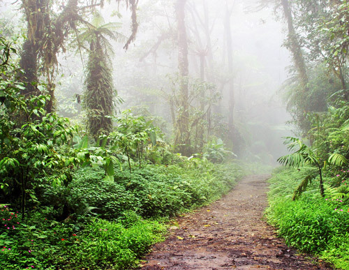 The Remarkable History of Monteverde's Ancient Cloud Forest: A 2026 Travel Guide