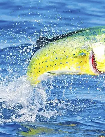 Los Sueños & Jacó Fishing Report – First Half of May 2026