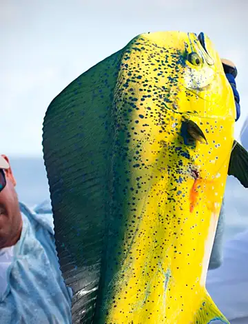Los Sueños & Jacó Fishing Report – June 1–15, 2026