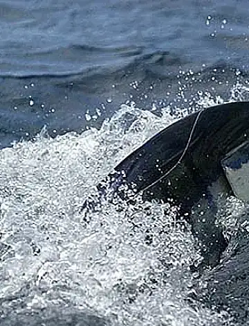 Los Sueños Fishing Report: Mid-February 2026 Update