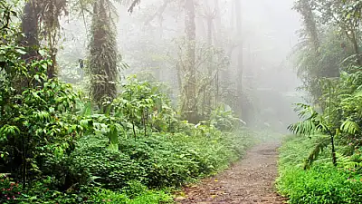 The Remarkable History of Monteverde's Ancient Cloud Forest: A 2026 Travel Guide
