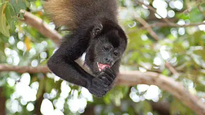 Monkeys in the Monteverde Cloud Forest - 2026 Ultimate Guide