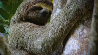 Exploring the Monteverde Cloud Forest After Dark: Is It Worth It in 2026?