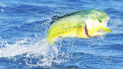 Los Sueños & Jacó Fishing Report – First Half of May 2026