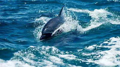 Exploring the Rich Marine Life of Manuel Antonio Costa Rica (2026 Guide)