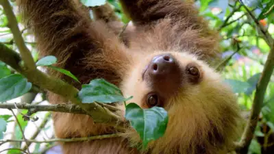 Sloth Spotting in Manuel Antonio: Your 2026 Wildlife Guide