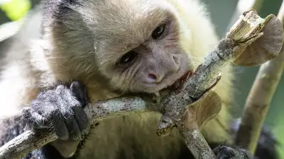 Costa Rica Multi Day Vacation Packages: 3-Day Jaco Adventure