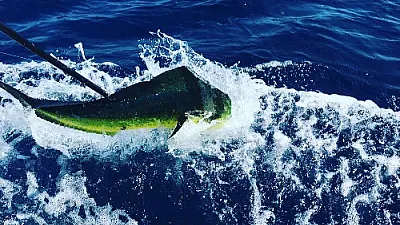 Informe de pesca de Costa Rica - 1 de agosto de 2022