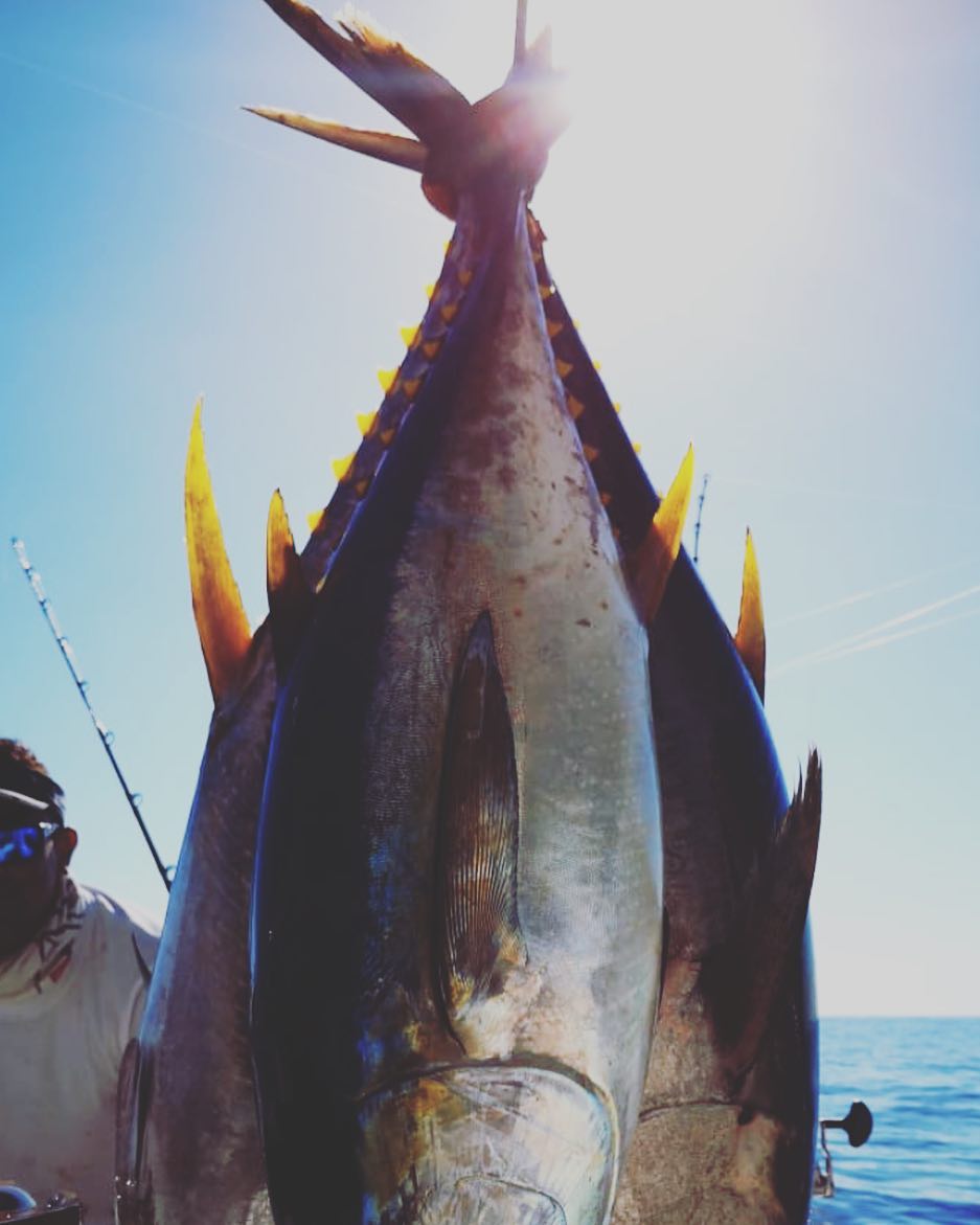 Giant Tunas at Los Suenos