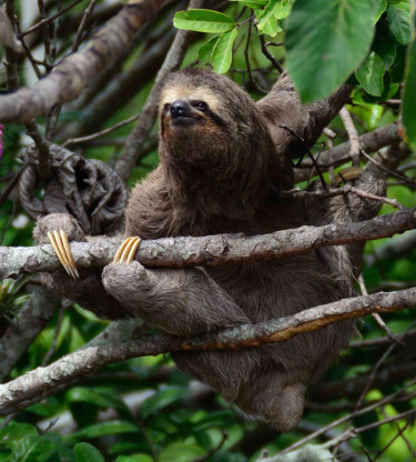 Sloth in Costa Rica