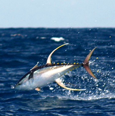 Yellowfin Tuna at Los Suenos