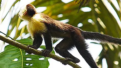 How to Plan the Perfect Day Trip to Manuel Antonio from Jaco (2025)