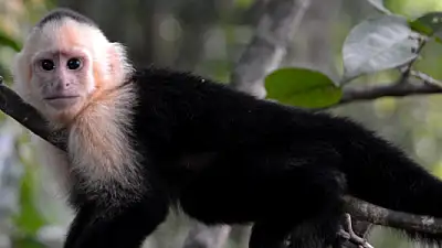 Spotting Sloths & Monkeys: Your Manuel Antonio Wildlife Guide