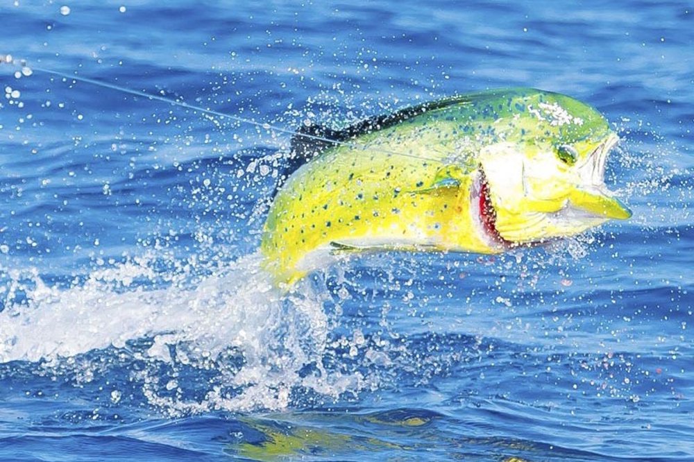 Los Sueños & Jacó Fishing Report – First Half of May 2026