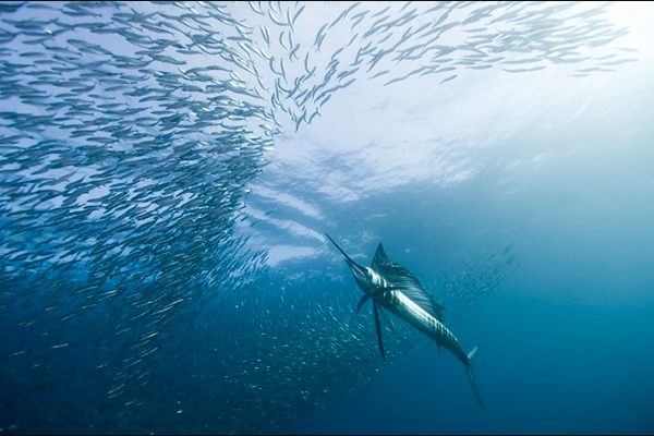 Prime Billfish Time with More Marlin on the Way