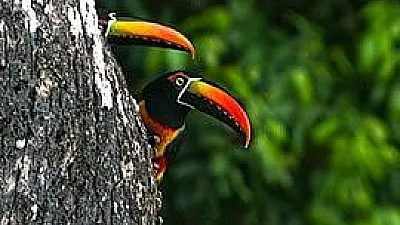 What You See in the Rainforest:  Toucans of Costa Rica