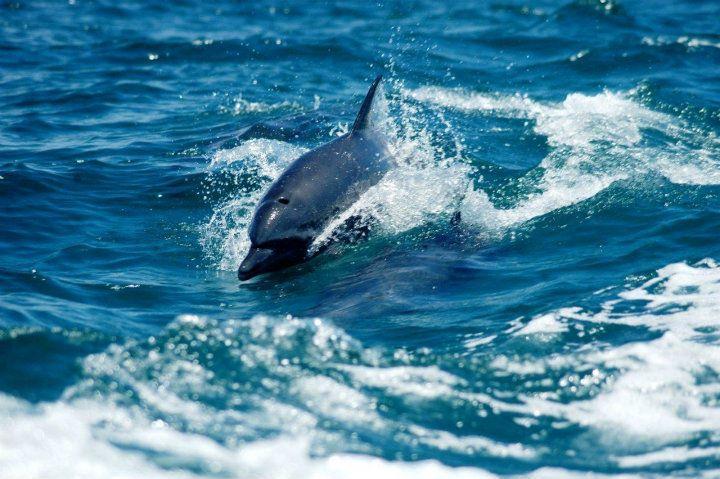 Exploring the Rich Marine Life of Manuel Antonio Costa Rica (2026 Guide)