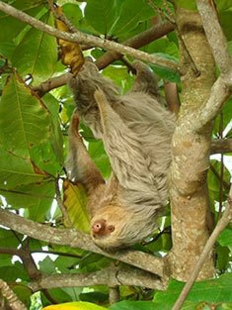 Manuel antonio sloth