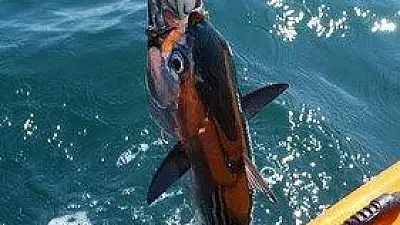 Why Los Sueños is Costa Rica's Top Destination for World-Class Fishing