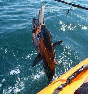 Why Los Sueños is Costa Rica's Top Destination for World-Class Fishing