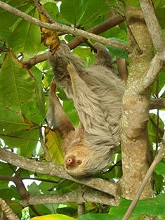 sloth in a tree in Manuel Antonio Park in Costa Rica