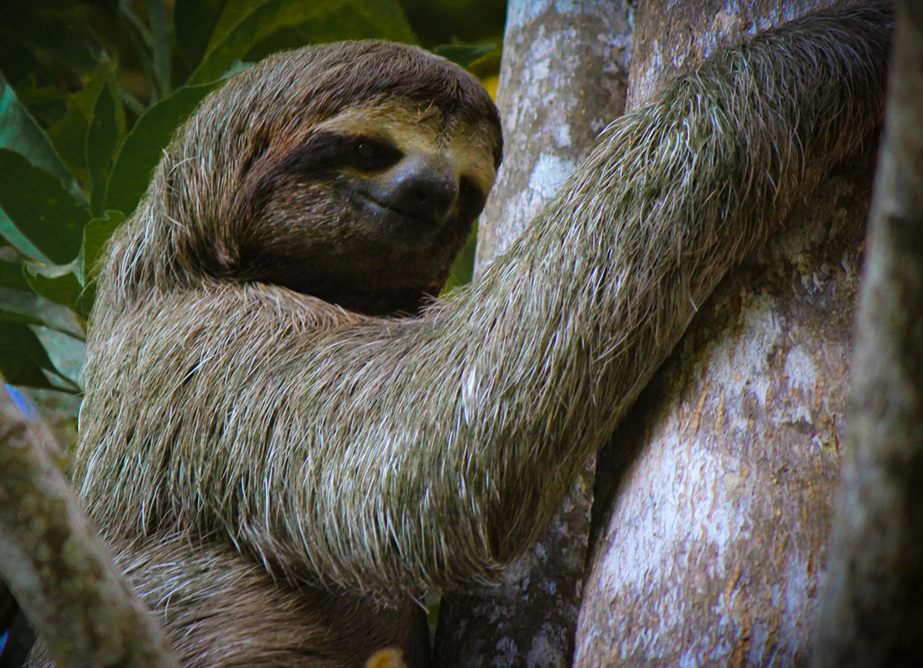 Exploring the Monteverde Cloud Forest After Dark: Is It Worth It in 2026?