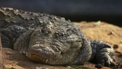 The Famous Crocodile Bridge, Costa Rica: A 2025 Visitor's Guide