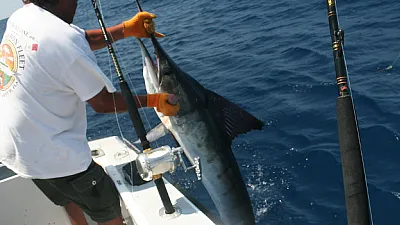 ¡El Atún Aleta Amarilla, el Dorado y el Marlin van fuertes!