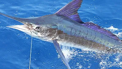 April 1, 2024 Fishing Report