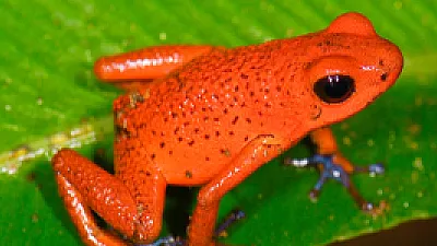 7 Exotic Animals You May Only Encounter in Costa Rica