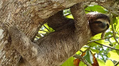 Wildlife Encounters in Manuel Antonio Park