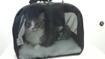 Traveling To Costa Rica With Your Pets: What You Need to Know