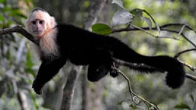 Four Fantastic Wildlife Experiences in Costa Rica