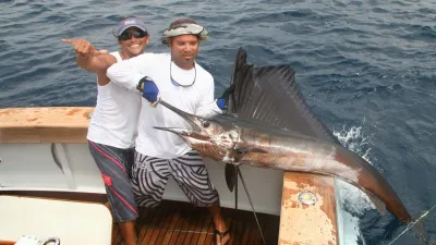 Record Breaking Sailfish Numbers