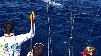Sailfish Bite Rages On
