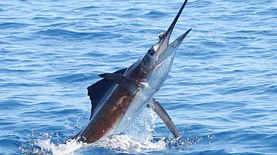 Full moon's gone: back to solid Costa Rica fishing!