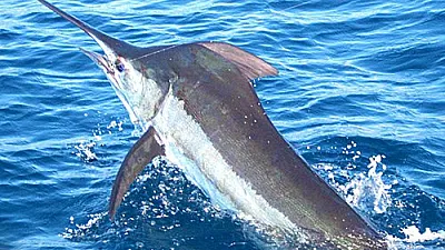 Endless Sailfish and Mahi