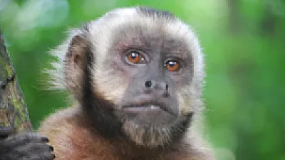 5 Ways to Meet Monkeys in Costa Rica