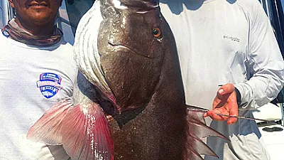 Time of Groupers, snappers and roosters.