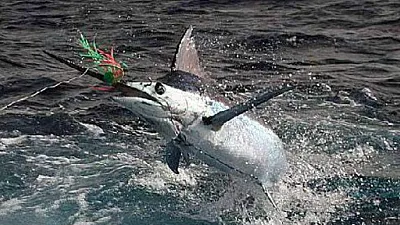 Pez Vela, Marlín y otros Sabrosos Pescados durante la Temporada de Sequía