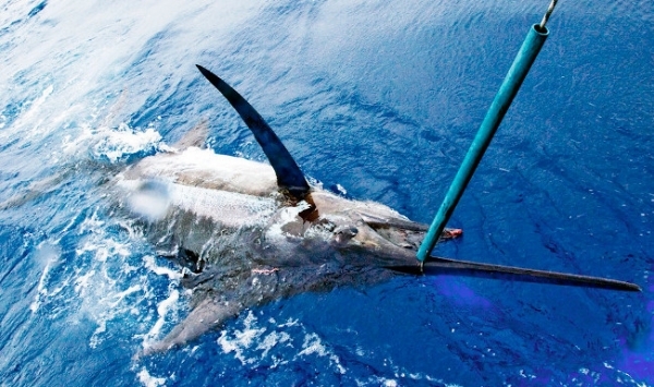 Blue Marlin at Los Suenos