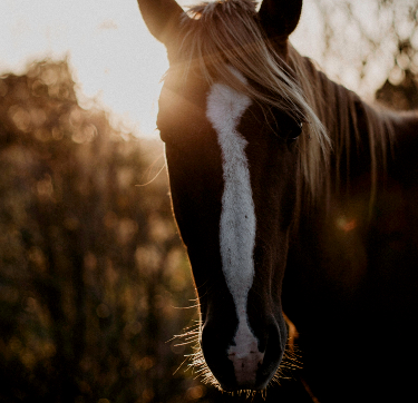 Horse in a forest