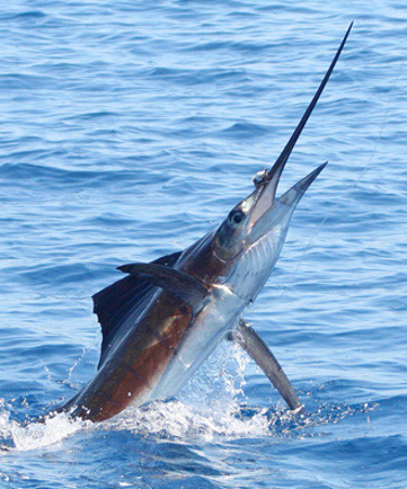 Sailfish hooked in Costa Rica