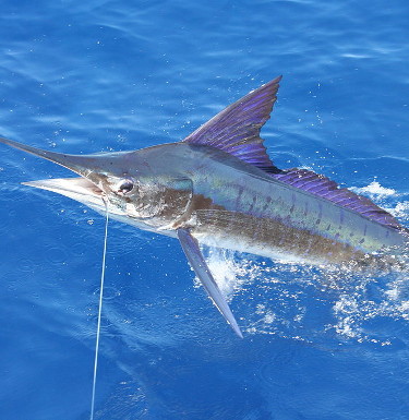 day dreaming of striped marlin & sunshine☀️ 📸: @fish_a_day • • • • • •  #costasunglasses #costamarlinfly #marlin #ma