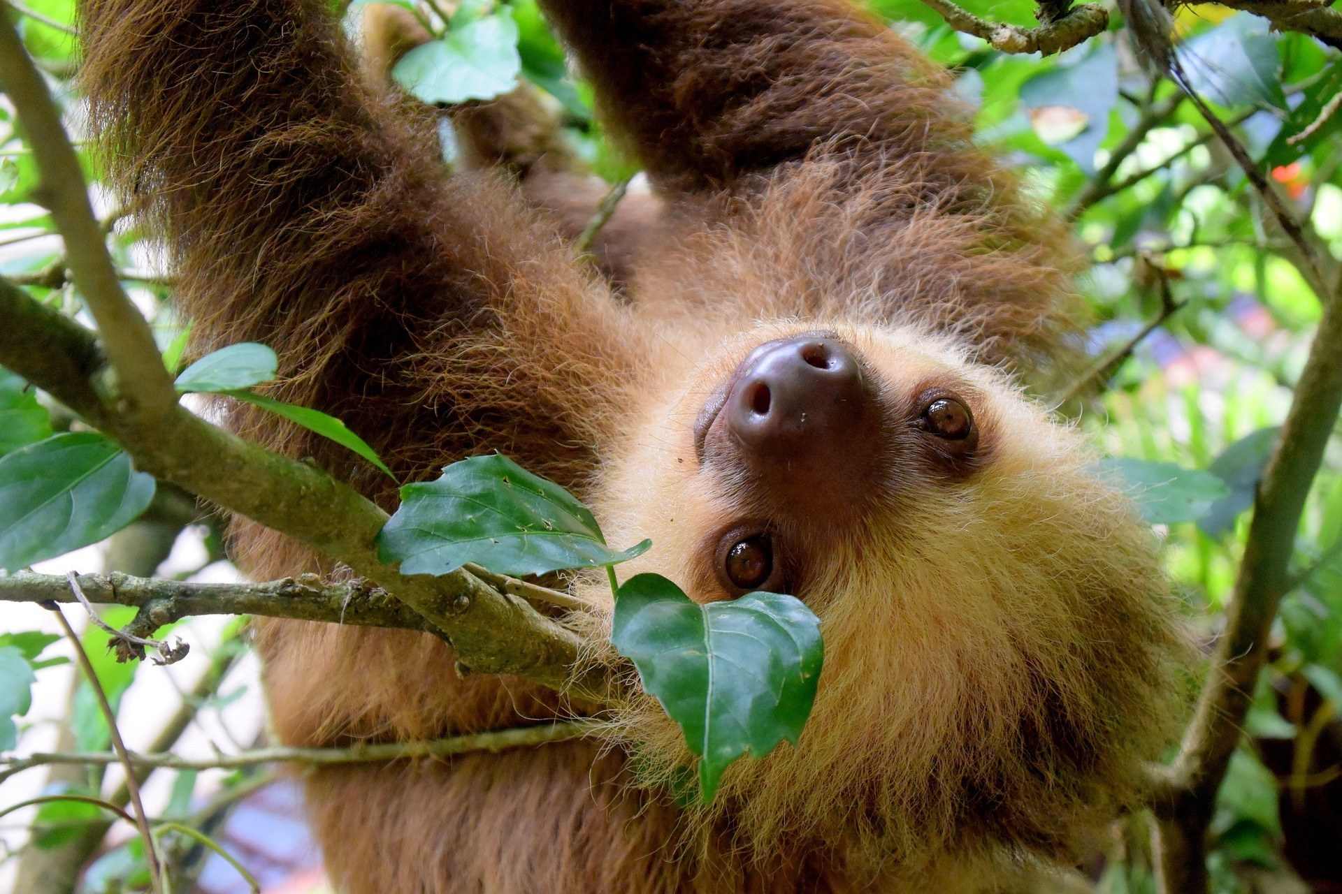 Sloth Spotting in Manuel Antonio: Your 2026 Wildlife Guide