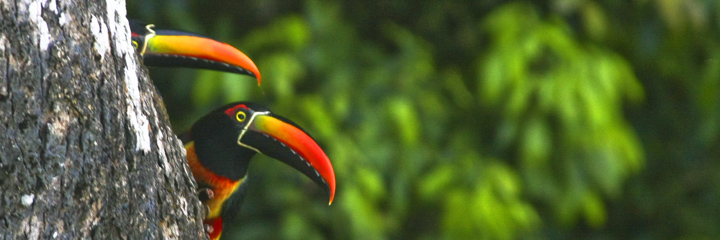 The Ultimate Family-Friendly Guide to Manuel Antonio (Kid-Approved!)
