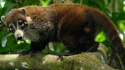 6 Cool Facts about Manuel Antonio National Park