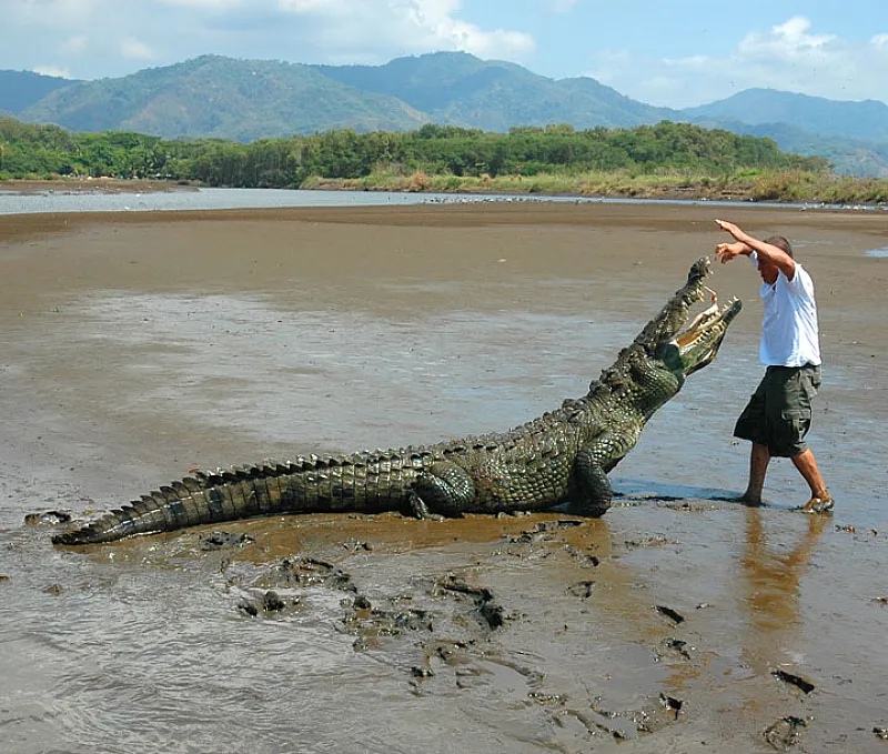 Costa Rica Crocodile Tour Jaco Beach Los Suenos Adventure Tours11
