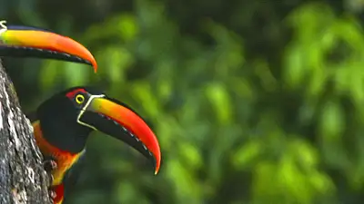 The Ultimate Family-Friendly Guide to Manuel Antonio (Kid-Approved!)